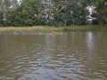 carnozice-18